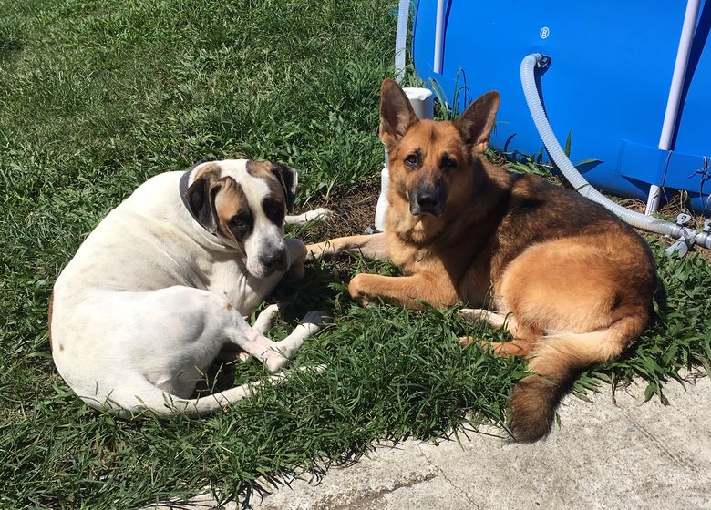 german shepherd and bull arab