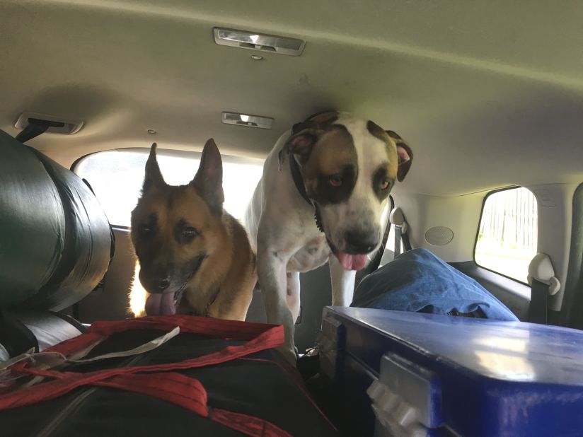 germany shepherd and bull arab dogs.jpg