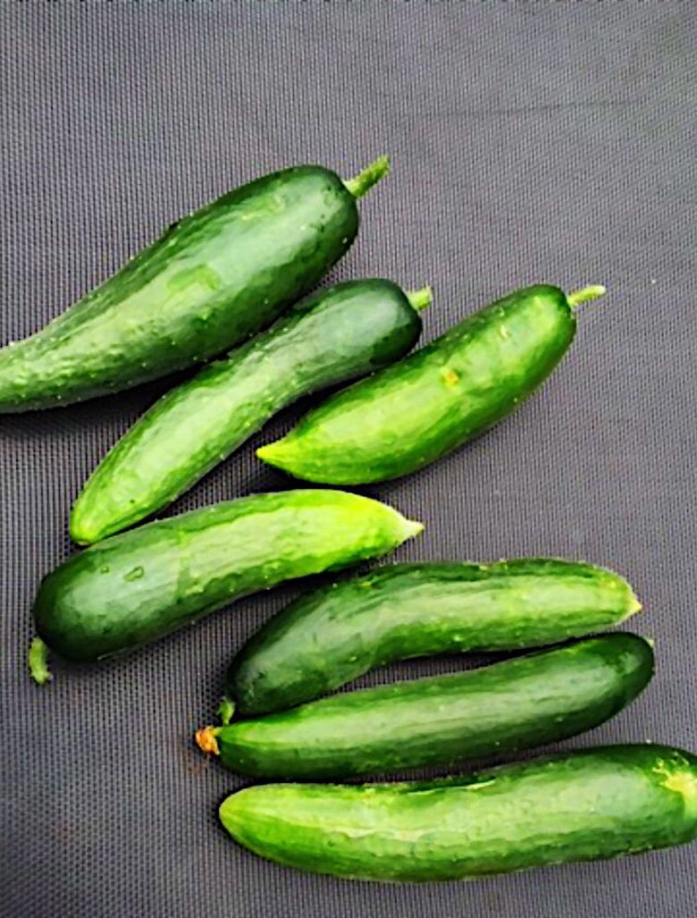 home grown cucumbers